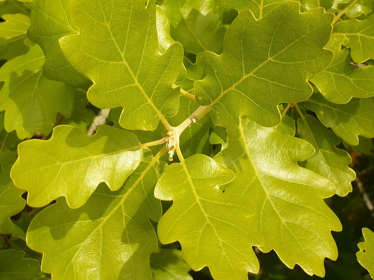 Quercus pubescens (Fagaceae)